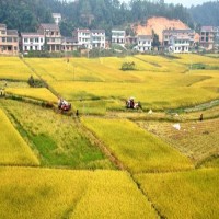 图片,manchu.work,www.manchu.work,满族空间，满语学习，ᠮᡠ ，木